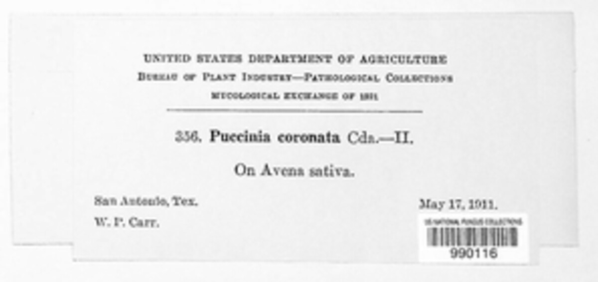 Puccinia coronata image